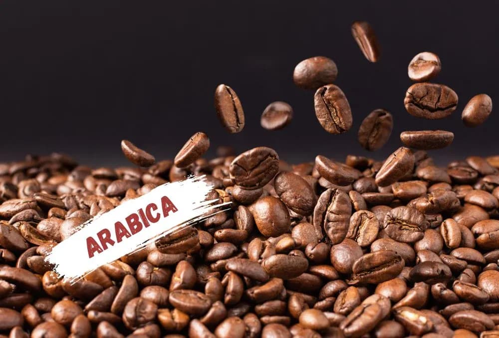 Understand the Different Types of Coffee and What Makes Each Unique