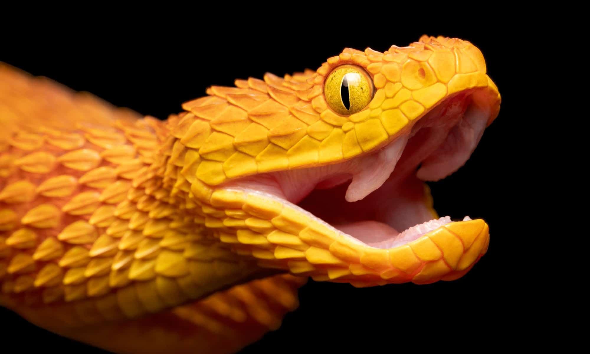 Why the World Needs Venomous Vipers From Snakes