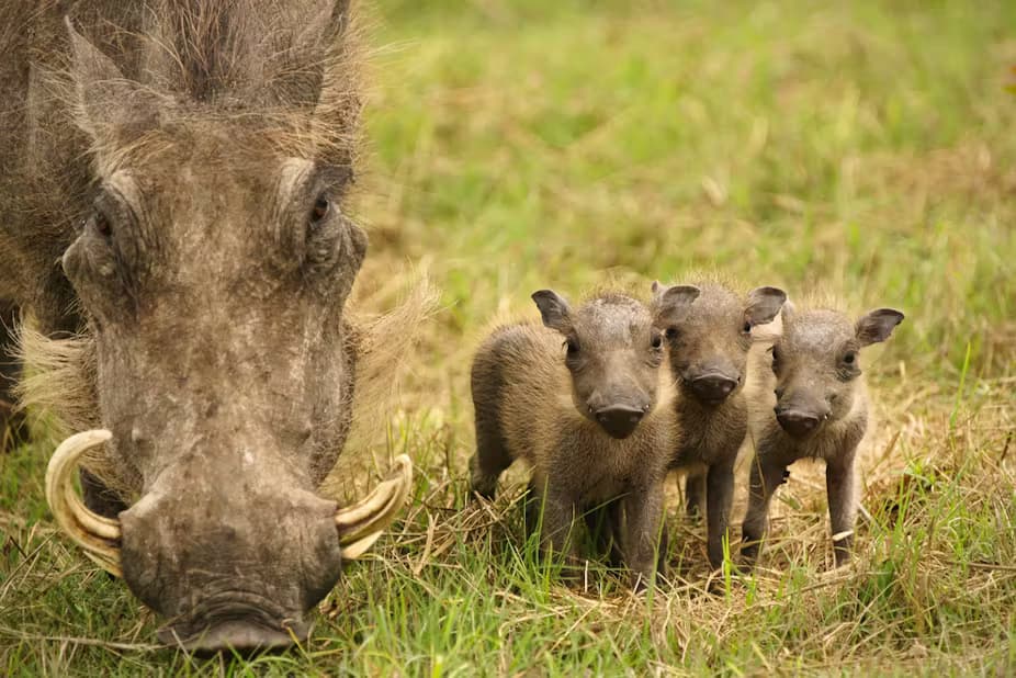 The Evolutionary Science Behind Warthogs Short Memory